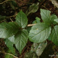 Gynostemma pentaphyllum (Thunb.) Makino